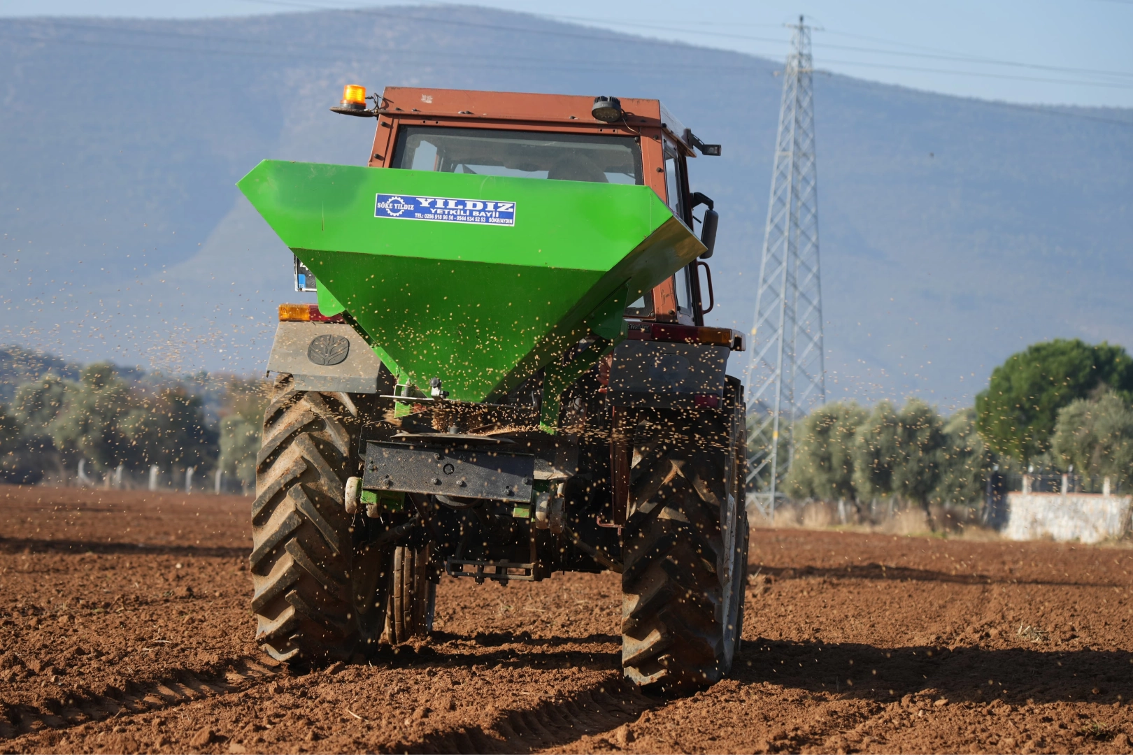 Milas'ta karakılçık buğdayları toprakla buluştu